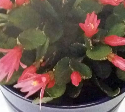 Rhipsalidopsis rosea – pokojová květina