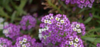 Tařicovka přímořská neboli laločnice přímořská (Lobularia maritima)