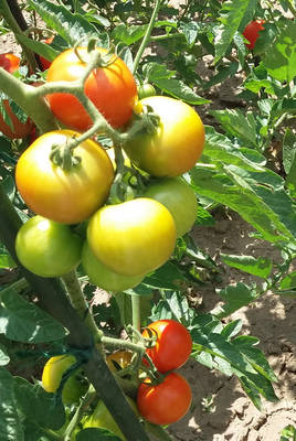 Pěstování rajčat