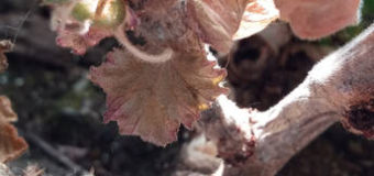 Škůdci okrasných rostlin – 3