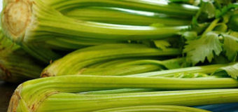 Pěstování řapíkatého celeru
