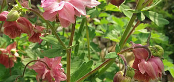 Zimovzdorné kvetoucí trvalky vhodné pro úzké záhony, tzv. rabata