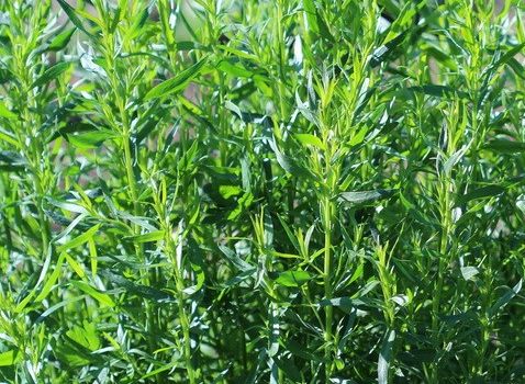 Estragon (Artemisia dracunculus)