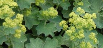 Kontryhel (Alchemilla mollis)