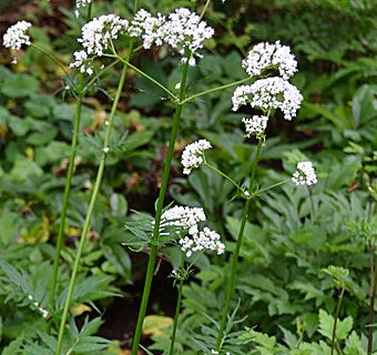 Kozlík (Valeriana officinalis)