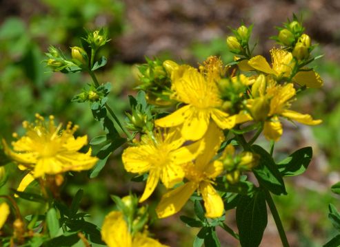 Třezalka (Hypericum perfoliatum)