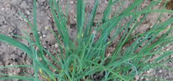 Pažitka (Allium schoenoprasum)