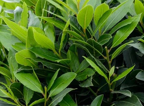 Bobkový list (Laurus nobilis) v kuchyni 