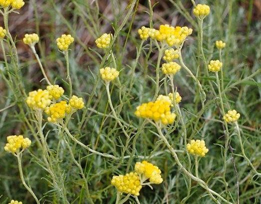 Smil kari (Helichrysum) 