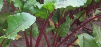TOP zelenina pro pěstování na zahrádkách