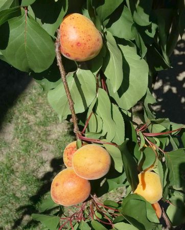 Jak pěstovat meruňky