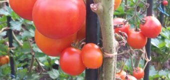 Příprava sušených rajčat