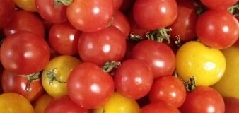 Jak uchovat rajčata na zimu