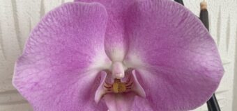Orchideje – klenoty v květináči