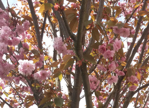 Třešeň pilovitá, sakura (Prunus serrulata) 