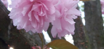 Třešeň pilovitá, sakura (Prunus serrulata)
