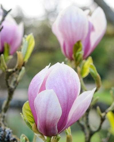 Šácholan Soulangeův (Magnolia) 