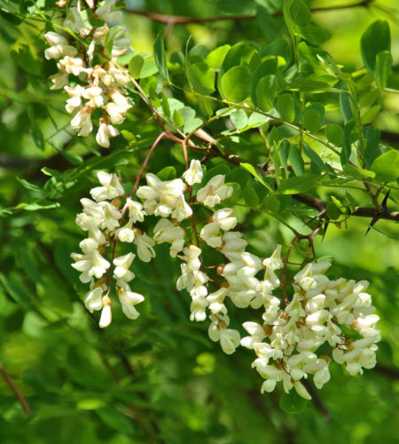 Trnovník bílý, akát (Robinia pseudoacacia) 
