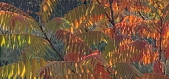 Škumpa orobincová (Rhus Typhina) – okrasná dřevina