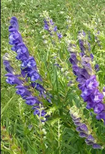 Šišák bajkalský (Scutellaria baicalensis)