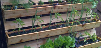 Alternativní způsoby pěstování zeleniny