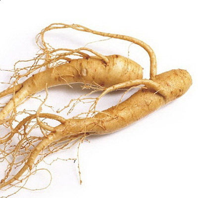 Ženšen pravý (Panax ginseng)