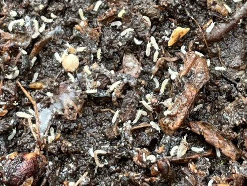Chvostoskoci (Collembola) - škůdci v kompostu