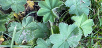 Kontryhel obecný (Alchemilla vulgaris)