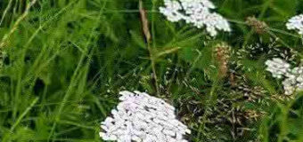 Řebříček obecný (Achillea millefolium)