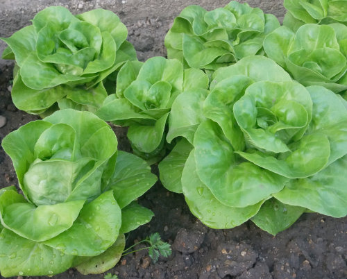 Problémy při pěstování salátu v zahradě nebo v pařeništi