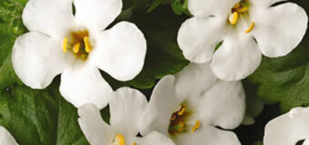 Bacopa (bakopa): jak pěstovat bohatě kvetoucí balkonovou rostlinu