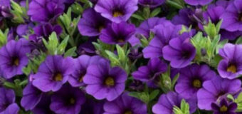 Calibrachoa (Million Bells): jak pěstovat bohatě kvetoucí balkonovou rostlinu