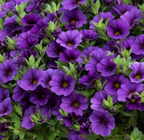 Calibrachoa