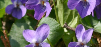 Zahradní fialky a jejich přirozený půvab