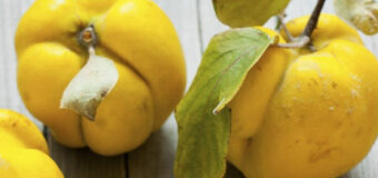 Kdouloň obecná: pěstování, péče a využití plodů kdouloně