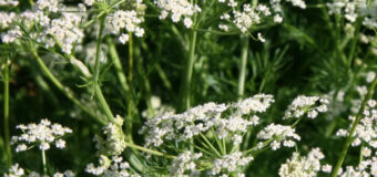 Pěstování kmínu: Jak pěstovat kmín na zahradě krok za krokem