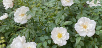 Kdy a jak stříhat růže pro bohaté kvetení