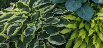 Jak pěstovat hostu: kompletní návod pro zdravé a krásné rostliny