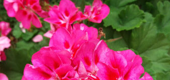 Muškáty převislé a vzpřímené: Jak pěstovat pelargonie pro bohaté kvetení na balkoně