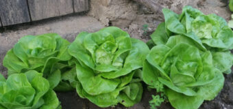 Pěstování celoročního hlávkového salátu jako základ domácí zeleninové úrody